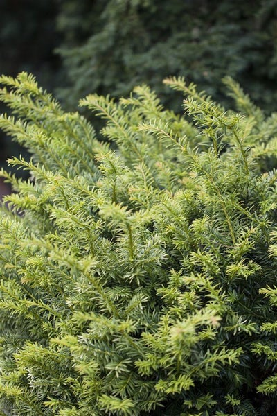 Taxus baccata 'Golden Nugget', Eibe, goldgelb, 20–25 cm