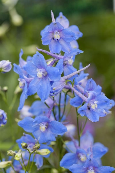 Delphinium x bellad.'Piccolo', Rittersporn, blau, ca. 11x11 cm Topf