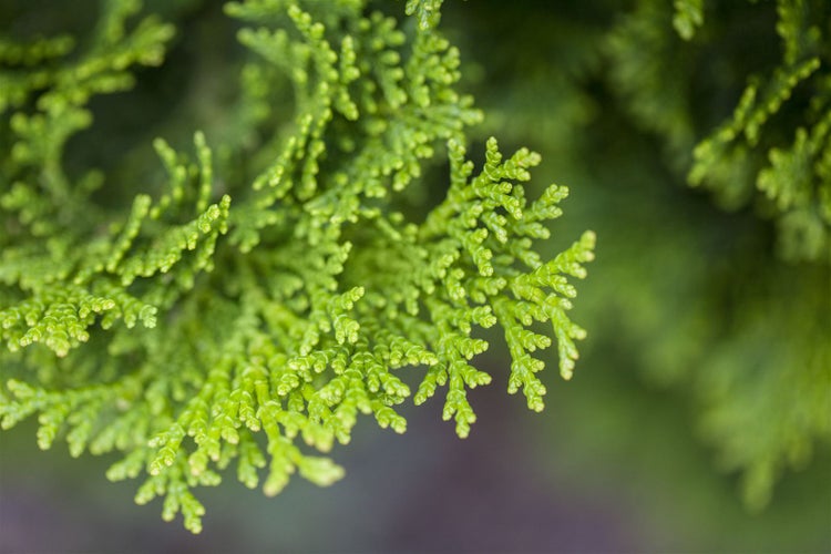 Chamaecyparis obtusa 'Nana Gracilis', Muschelzypresse, kompakt, 15–20 cm
