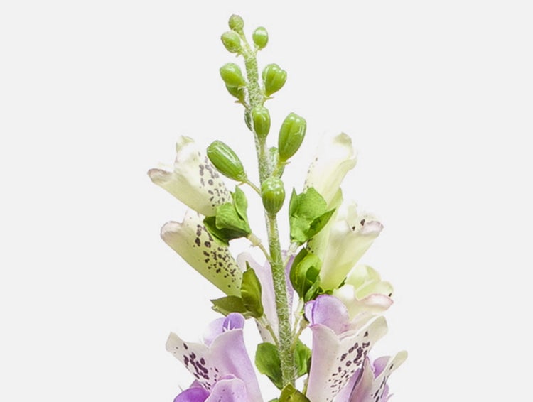 Fingerhut Digitalis mit cremeweißen und violetten glockenförmigen Blüten sowie grünen Knospen an einem behaarten Stiel.