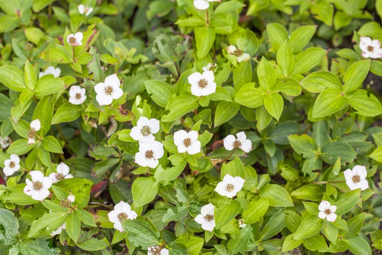 Cornus canadensis, Teppich-Hartriegel, 15–20 cm, bodendeckend