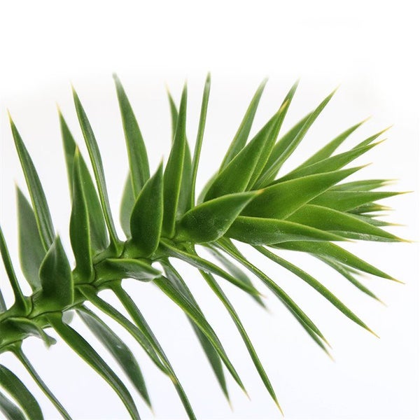 Zweig einer Araukarie mit spitzen, dreieckigen Blättern.