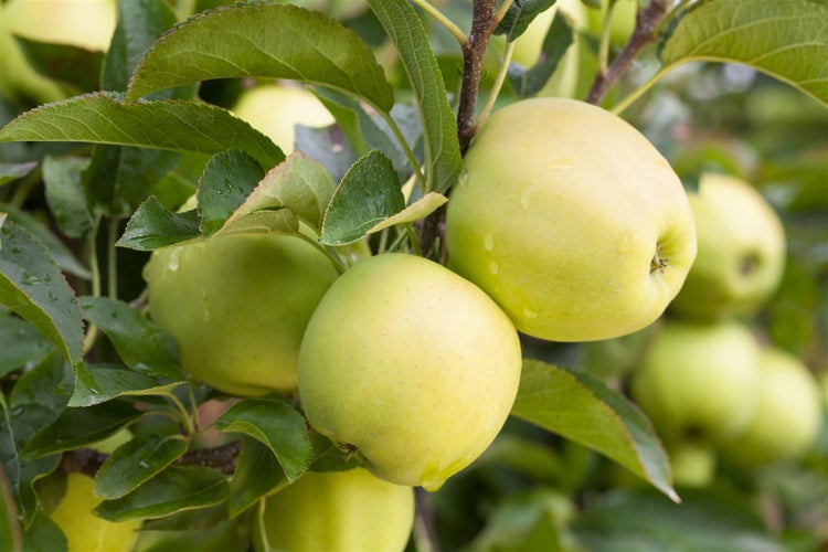 Apfelbaum Malus domestica Golden Delicious mit reifen Früchten und Blättern.