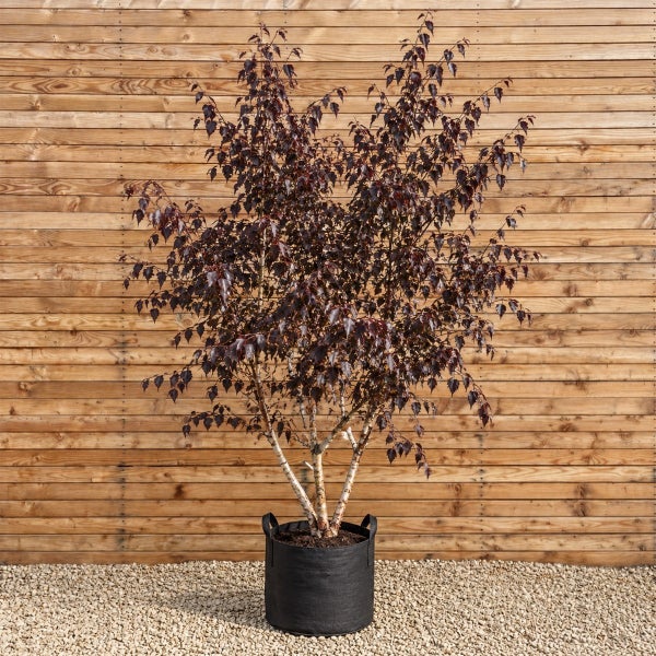 Eine mehrstämmige Betula pendula Purpurea im schwarzen Pflanzkübel vor einer Holzwand.