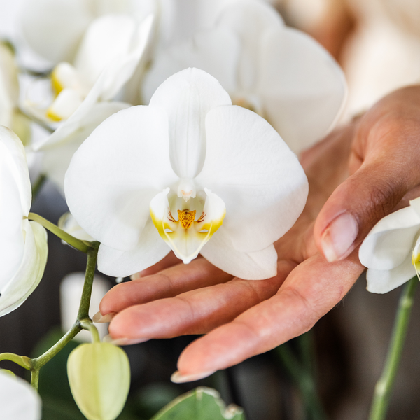 Hand berührt weiße Orchideenblüte