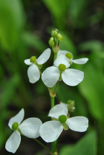 Alisma parviflorum, Zwerg-Froschlöffel, ca. 9x9 cm Topf