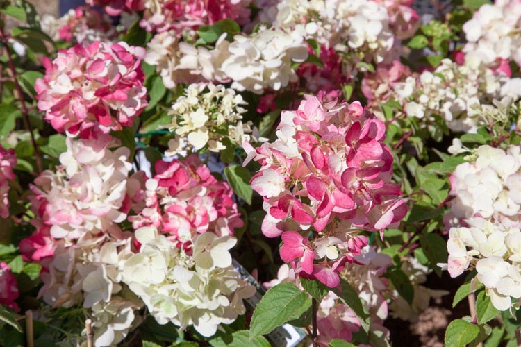 Hydrangea paniculata 'Diamantino', Rispenhortensie, weiß, 40–60 cm