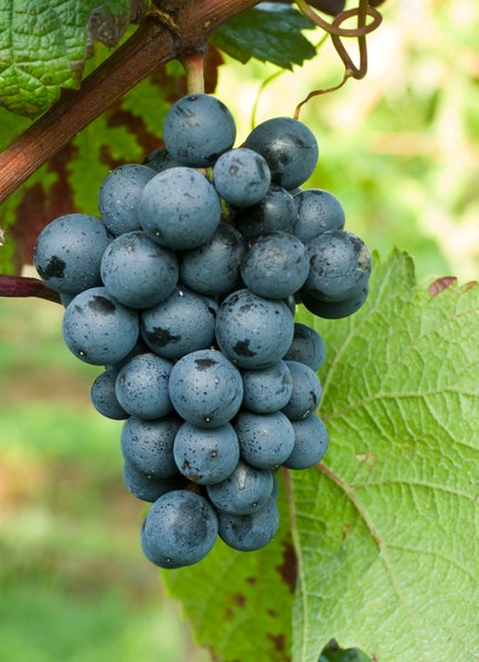 Eine einzelne Traube mit dunklen Beeren an einem Rebstock mit grünem Weinblatt.