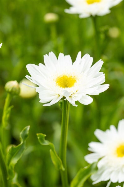 Nahaufnahme einer Margerite im Garten.
