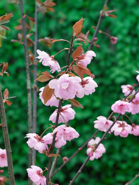 Prunus cerasifera 'Pleniflora', Kirschpflaume, gefüllt, 40–60 cm