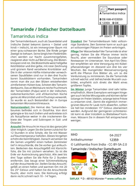 SAFLAX Geschenk Set - Tamarinde / Indischer Dattelbaum - Tamarindus indica - 4 Samen - Mit Geschenkbox, Versandaufkleber, Geschenkkarte und Anzuchtsubstrat
