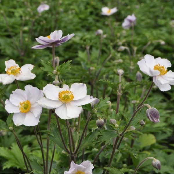 Nahaufnahme von blühenden Herbst-Anemonen im Garten