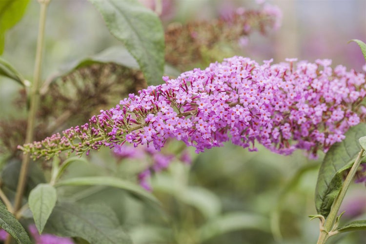 Buddleja davidii 'Pink Delight', Schmetterlingsflieder, rosa, 40–60 cm