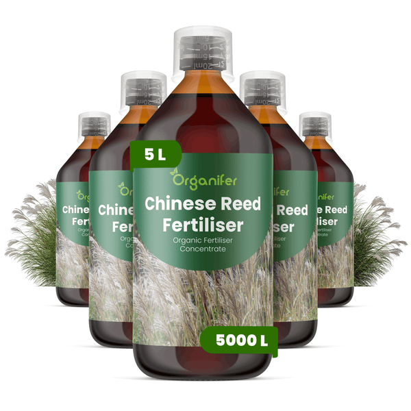 Organifer Bio-Flüssigdünger für Chinaschilf, 5 Liter Konzentrat.