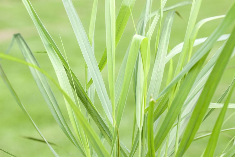 Panicum virgatum 'Rotstrahlbusch', Rutenhirse, rot, ca. 9x9 cm Topf