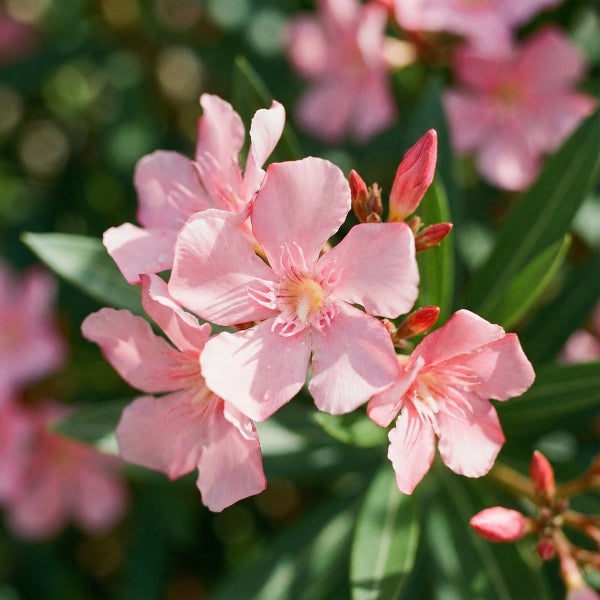 Nahaufnahme eines rosafarbenen Oleanders mit grünen Blättern.