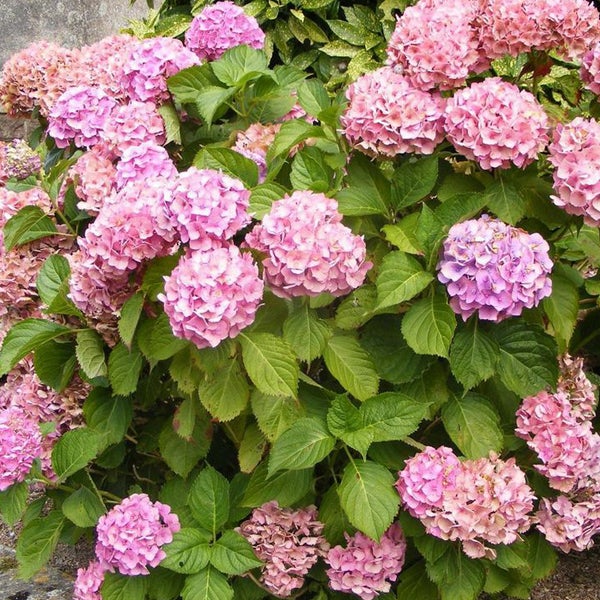 Hortensienbusch mit Blüten