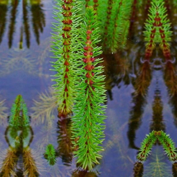 Tannenwedel Hippuris vulgaris Wasserpflanze für den Gartenteich