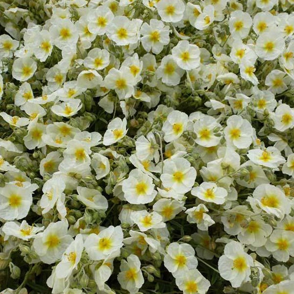 Nahaufnahme von weissen Zistrosenblüten