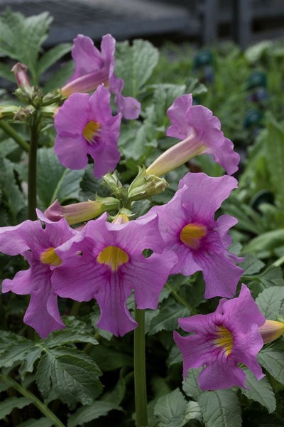 Incarvillea delavayi, Rosentrichterwinde, rosa Blüten, ca. 11x11 cm Topf