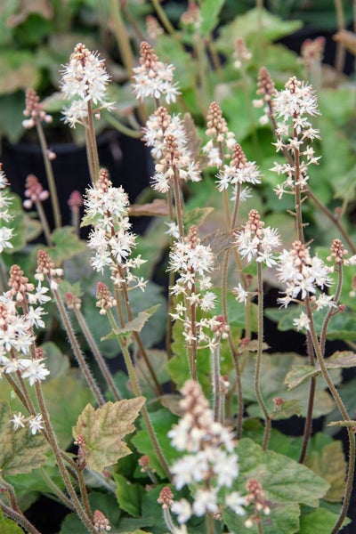 Tiarella wherryi, Schaumblüte, ca. 9x9 cm Topf, zierlich