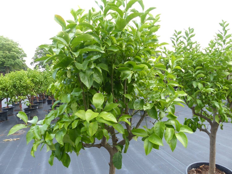 Zitrus Zitronenbaum Zitrone Citrus Limon Limone 170 - 200 cm Zitruspflanze