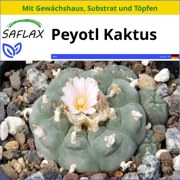 SAFLAX Anzucht Set - Peyotl Kaktus  - Lophophora williamsii - 20 Samen - Mit Mini-Gewächshaus, Anzuchtsubstrat und 2 Töpfen