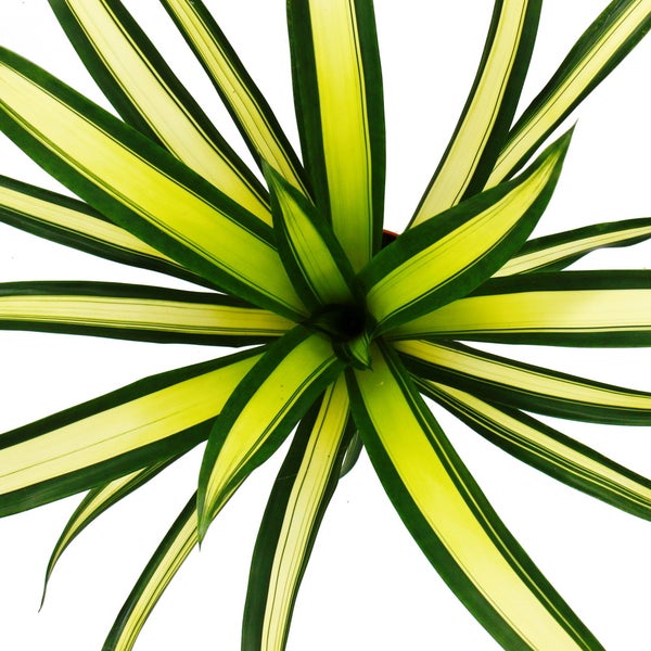 Ausgefallene XL-Bromelien Nature's Touch - Guzmania torchita - Exotische Blattschönheit - 15cm Topf