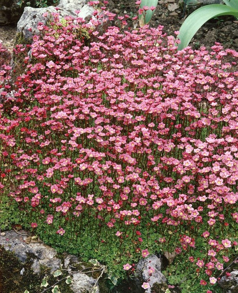 Saxifraga x arendsii 'Peter Pan', Moos-Steinbrech, rosa, ca. 9x9 cm Topf