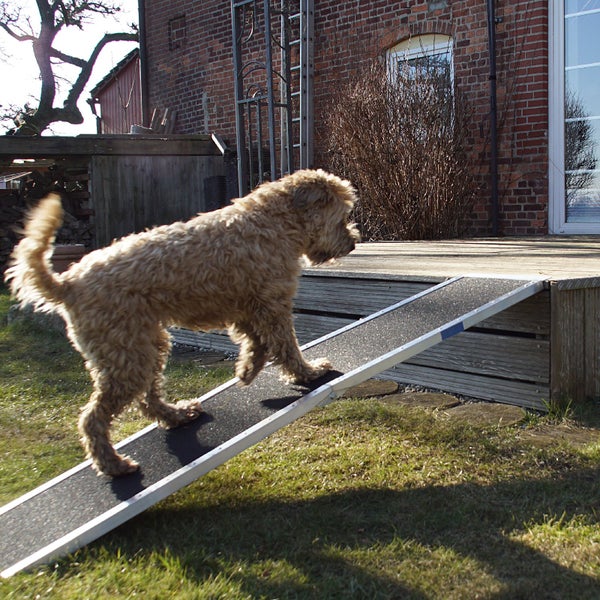 Hunderampe aus Aluminium mit rutschfester Oberfläche, auf der ein Hund eine Holzterrasse betritt.