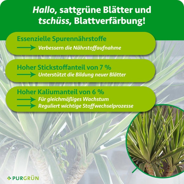 Rosenbusch mit zahlreichen rosa Blüten und grünen Blättern