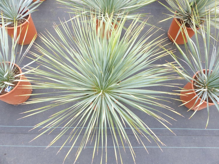 Yucca-Pflanze mit schmalen, sternförmig angeordneten, spitzen Blättern in einem terrakottafarbenen Kunststofftopf von oben gesehen.