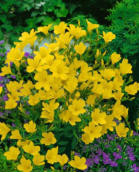 Linum flavum 'Compactum', Gold-Lein, gelb, ca. 9x9 cm Topf