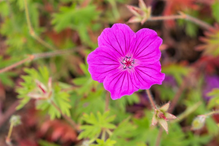 Geranium sanguineum 'Tiny Monster', Storchschnabel, ca. 9x9 cm Topf