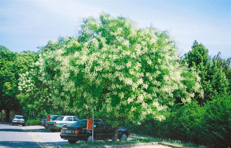 Sophora japonica, Japanischer Schnurbaum, 80–100 cm