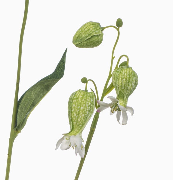 Kunstblume Leimkraut mit grünen Stielen, gemusterten Kelchen und kleinen weißen Blüten zur Dekoration.