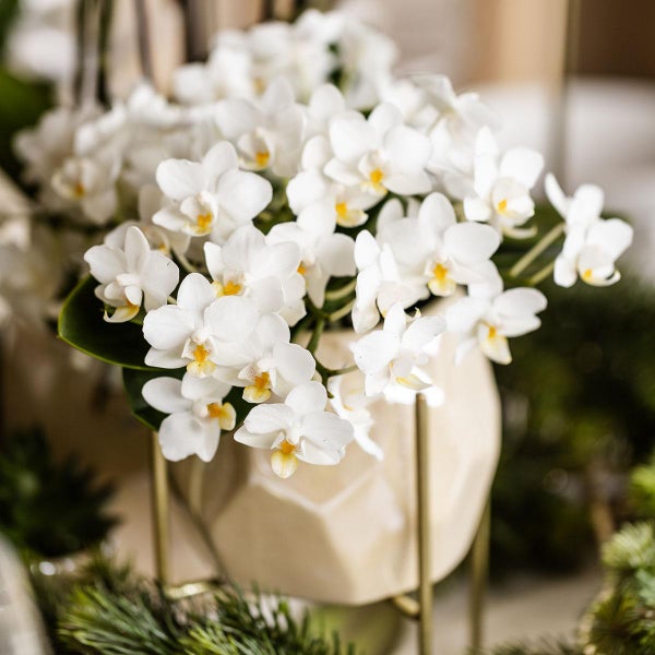Arrangement aus weissen Orchideen in einem Topf auf einem Ständer