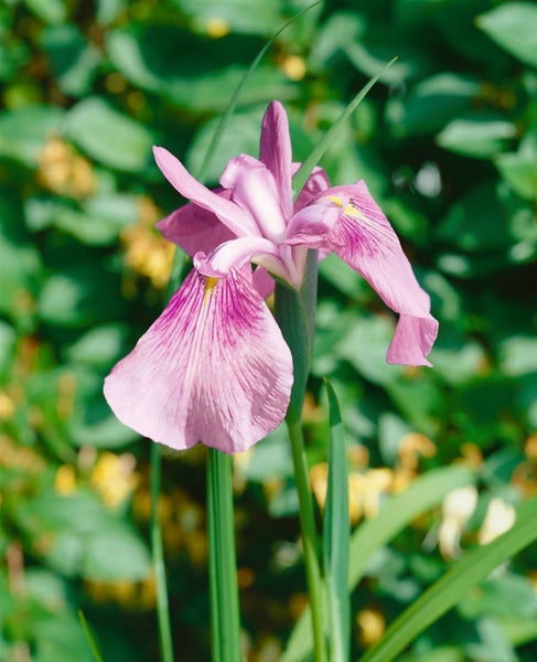 Iris laevigata 'Rose Queen', rosa Blüten, ca. 9x9 cm Topf