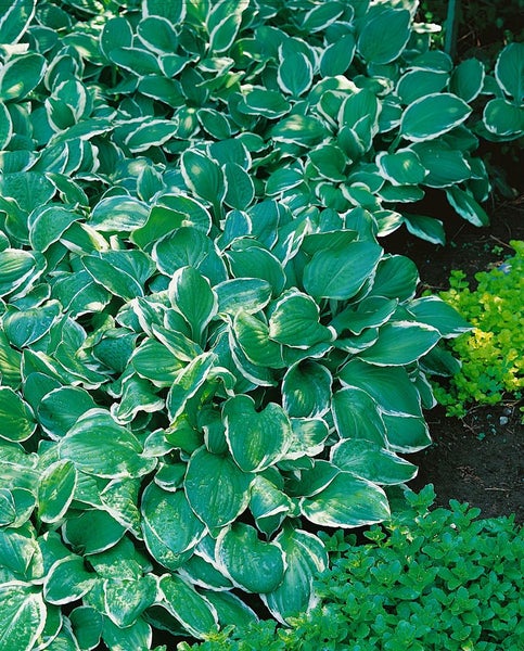 Hosta ventricosa, Herzblattlilie, ca. 9x9 cm Topf, dekoratives Laub