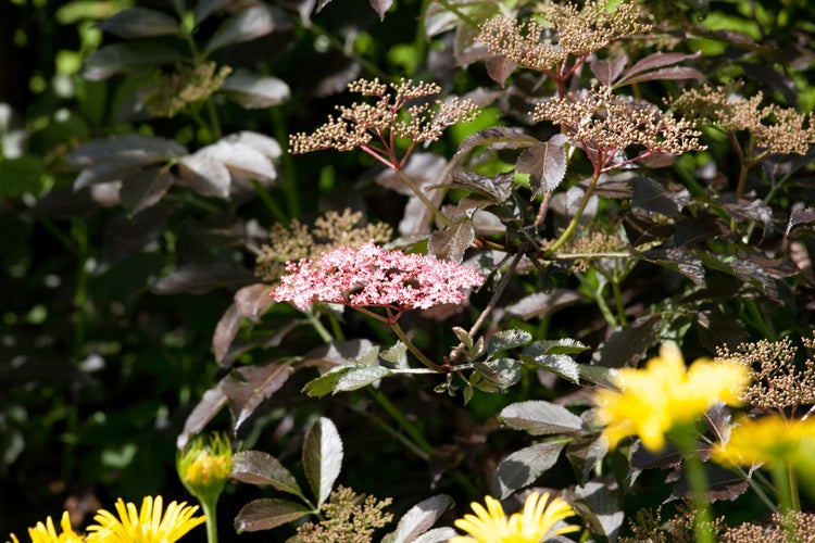 Sambucus nigra 'Black Tower', Schwarzer Holunder, dunkelviolett, 40–60 cm
