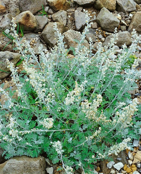 Artemisia stelleriana, Silberwurz, ca. 9x9 cm Topf