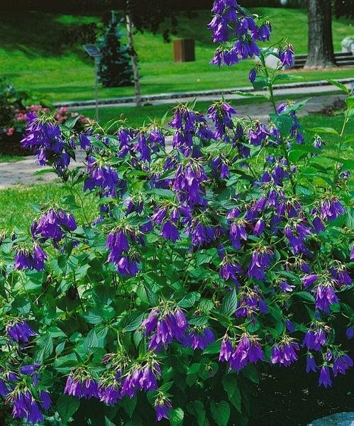Glockenblumen Staude mit hängenden Blüten im Garten.