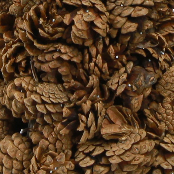 Nahaufnahme von Kiefernzapfen