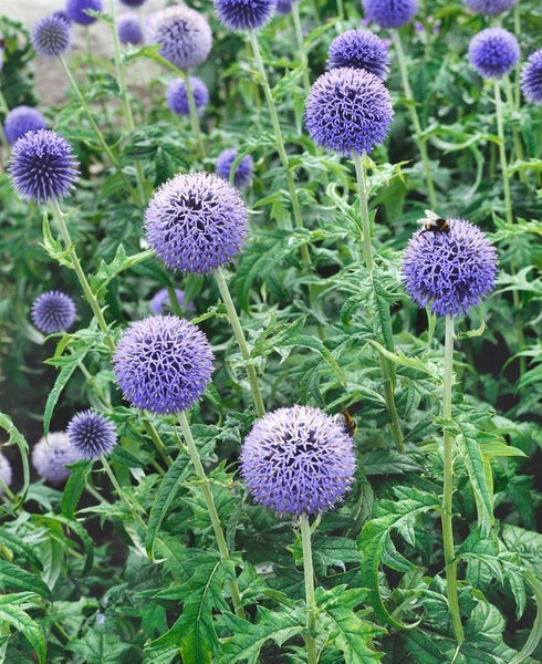 Echinops banaticus 'Taplow Blue', Kugeldistel, blau, ca. 9x9 cm Topf