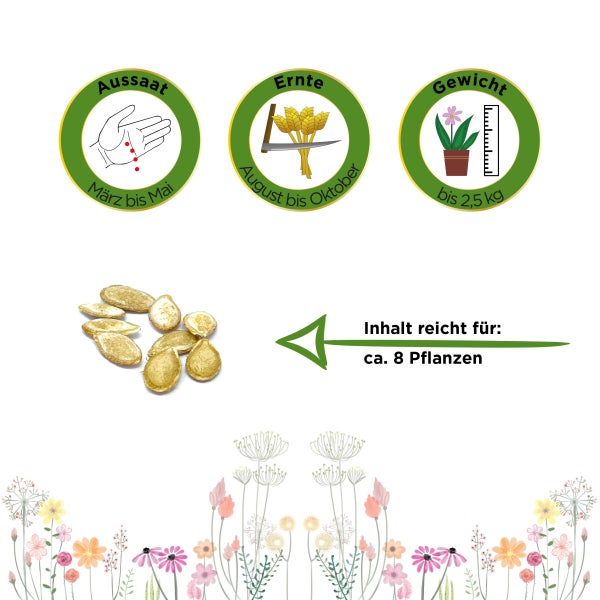 Butternutkürbis Waltham Samen von Deine Gartenwelt