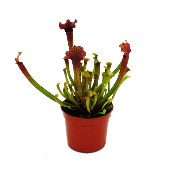 Schlauchpflanze - Sarracenia Judith - Fleischfressende Pflanze - 9cm Topf