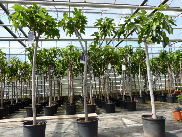 Feigenbaum 160-180 cm Obstbaum winterhart kräftiger Stamm, Ficus Carica, Feige, Obst