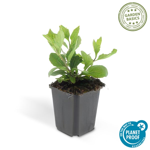 Grüne Pflanze im Anzuchttopf mit Siegel für einfache Pflege und Nachhaltigkeitszertifikat On the way to Planet Proof.