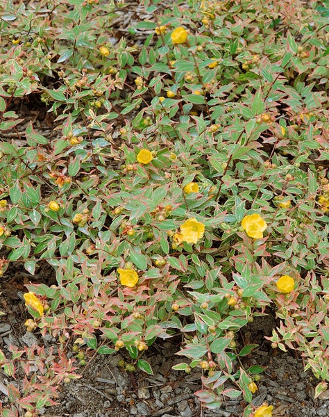 Hypericum moserianum 'Tricolor', Johanniskraut, buntes Laub, ca. 9x9 cm Topf