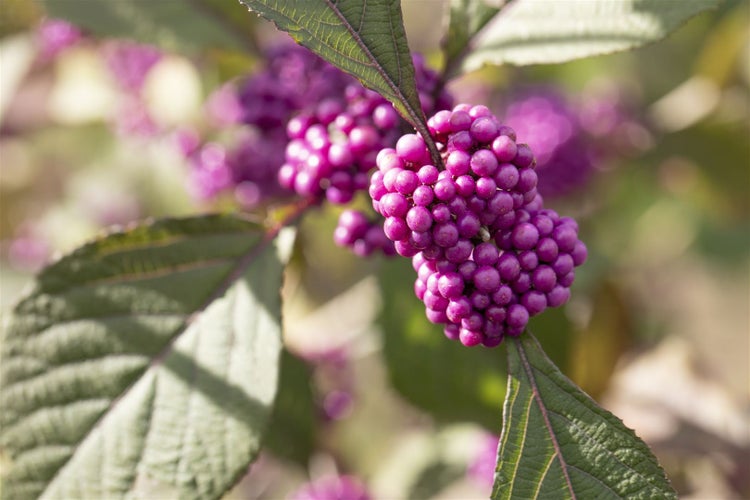 Callicarpa bodinieri 'Profusion', Schönfrucht, violette Beeren, 40–60 cm